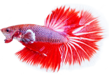 Why Do Betta Fish Spit Out Food and How To Prevent It?