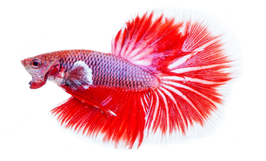 Why Do Betta Fish Spit Out Food and How To Prevent It? – Fashionbuddy.org