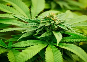 What Are The Different Sativa Weed Strains That Are Gaining Popularity?