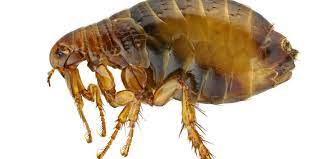 Why Fleas Are a Pest of Concern in Boise?