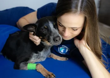 How Animal Hospitals Provide Compassionate End Of Life Care For Pets
