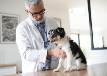 How General Veterinary Services Keep Your Pet Healthy