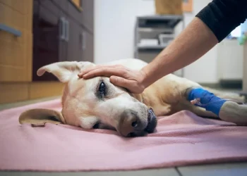 Emergency Veterinary Hospitals: When To Seek Immediate Care For Your Pet