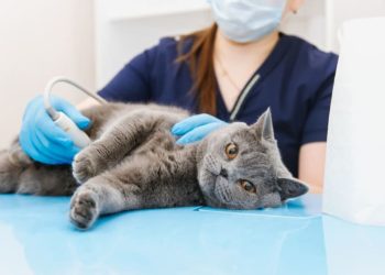 Understanding Diagnostic Services Offered At Veterinary Hospitals