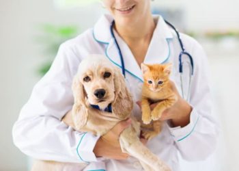 The Importance Of Routine Wellness Exams For Pets