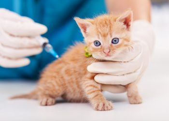 How General Vets Support Puppies And Kittens Through Early Development