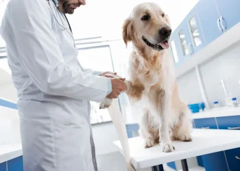 Behind The Scenes Of A Comprehensive Pet Health Check