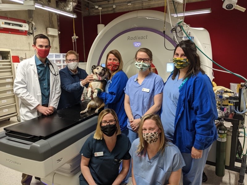 Integrative Oncology Services: Advanced Cancer Care In Animal Hospitals