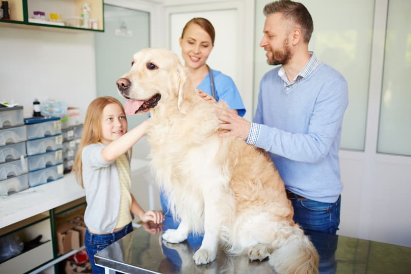 What To Expect During A Routine Veterinary Visit