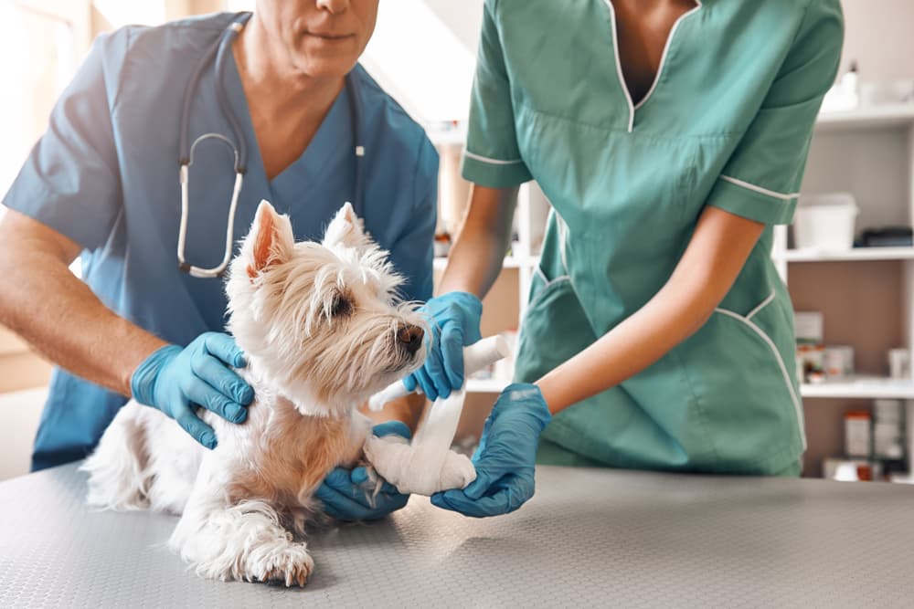 How Animal Hospitals Handle Emergency Pet Situations