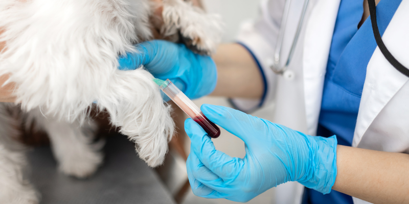 The Role Of General Veterinary Care In Early Cancer Detection