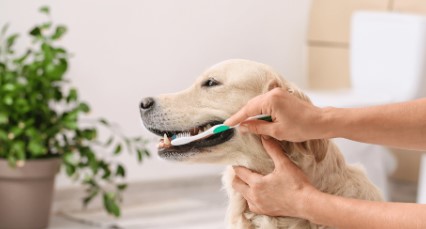 5 Benefits Of Early Dental Cleanings For Dogs And Cats
