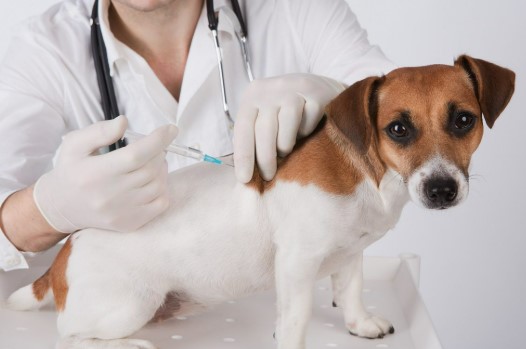 Why Vaccination Programs Are Vital In Animal Hospitals