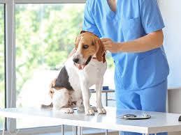 How Small Animal Hospitals Support Chronic Illness Management