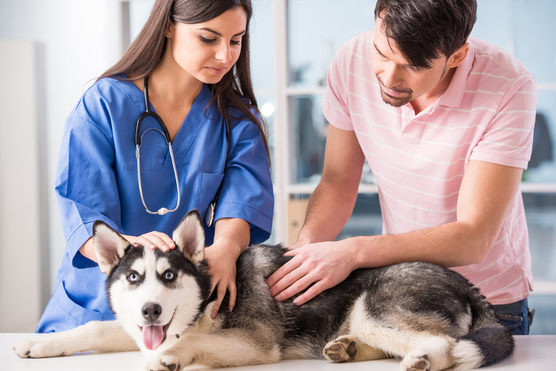 4 Ways Animal Clinics Partner With Specialists For Better Outcomes