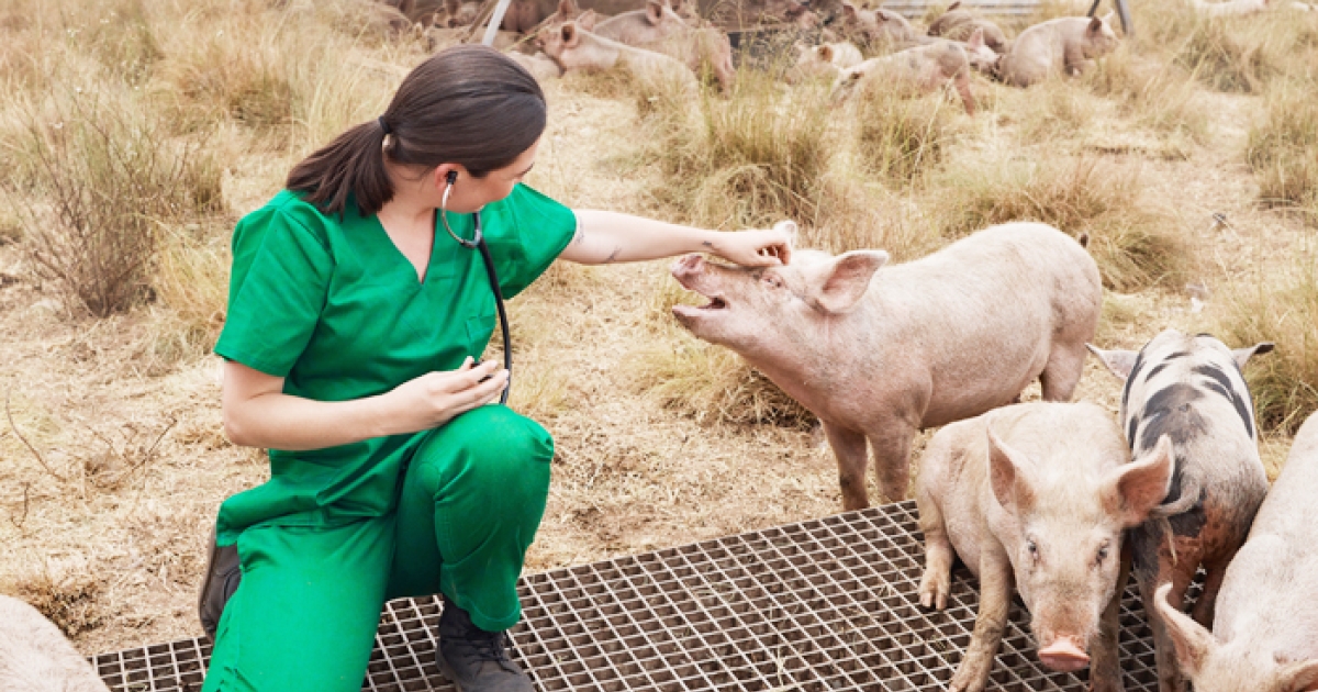 How Animal Hospitals Contribute To Public Health And Safety