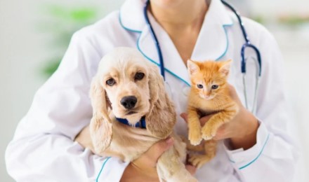 What To Expect During Your Pet’s Visit To A Veterinary Hospital