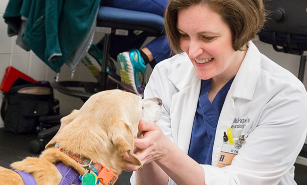 How Veterinary Urgent Care Helps With Seizure Episodes