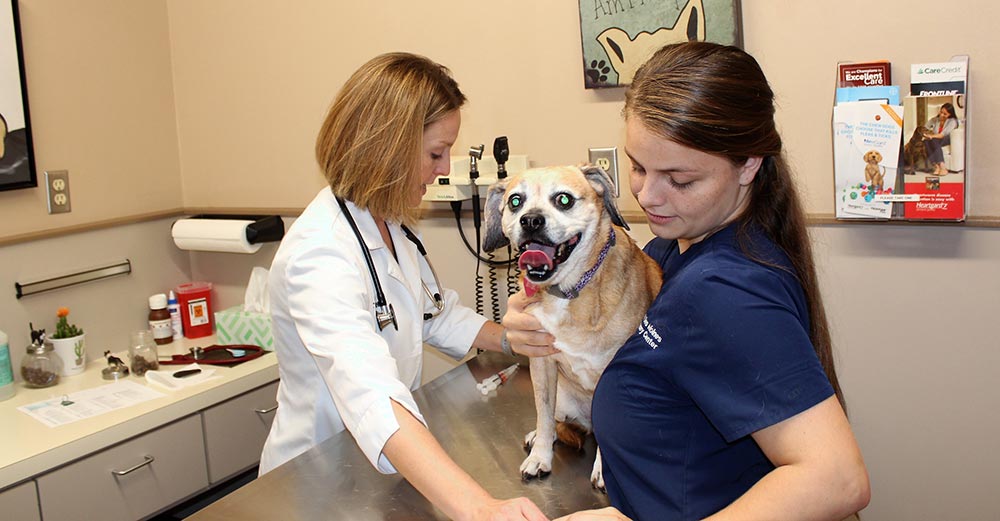 The Role Of A General Veterinarian In Senior Pet Care