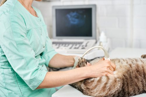 How Diagnostic Imaging Helps Treat Small Animal Health Issues